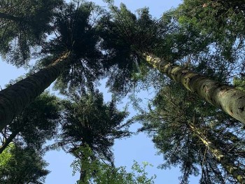 myclimate Klimaschutzprojekt 7830 Wald Schweiz Ta2 Foto Matthias Klaey LEAD